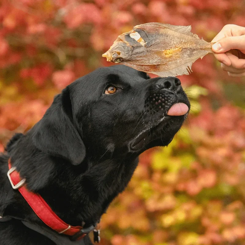 Limande Sole – Mastication gourmande pour chiens