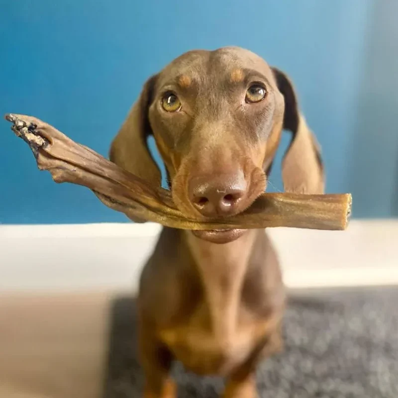 Peau de sanglier 15cm – Mastication gourmande pour chiens