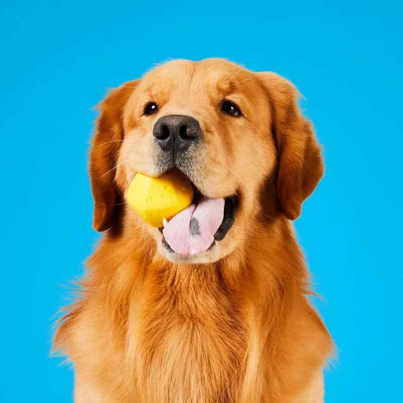 Hive Ball – Balle de jeu – Jouet flottant pour chiens