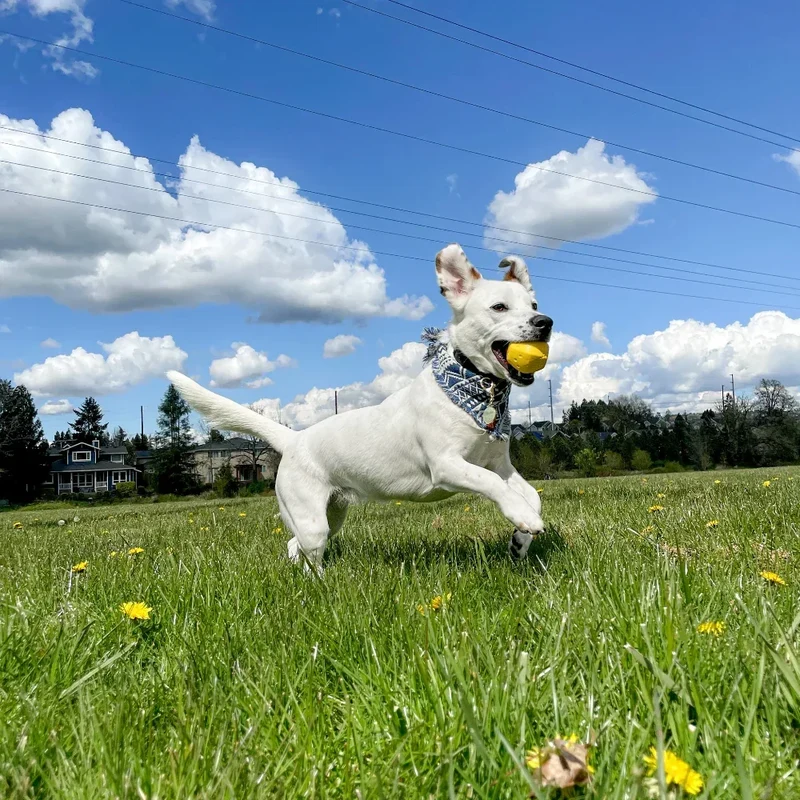 Hive Ball – Balle de jeu – Jouet flottant pour chiens