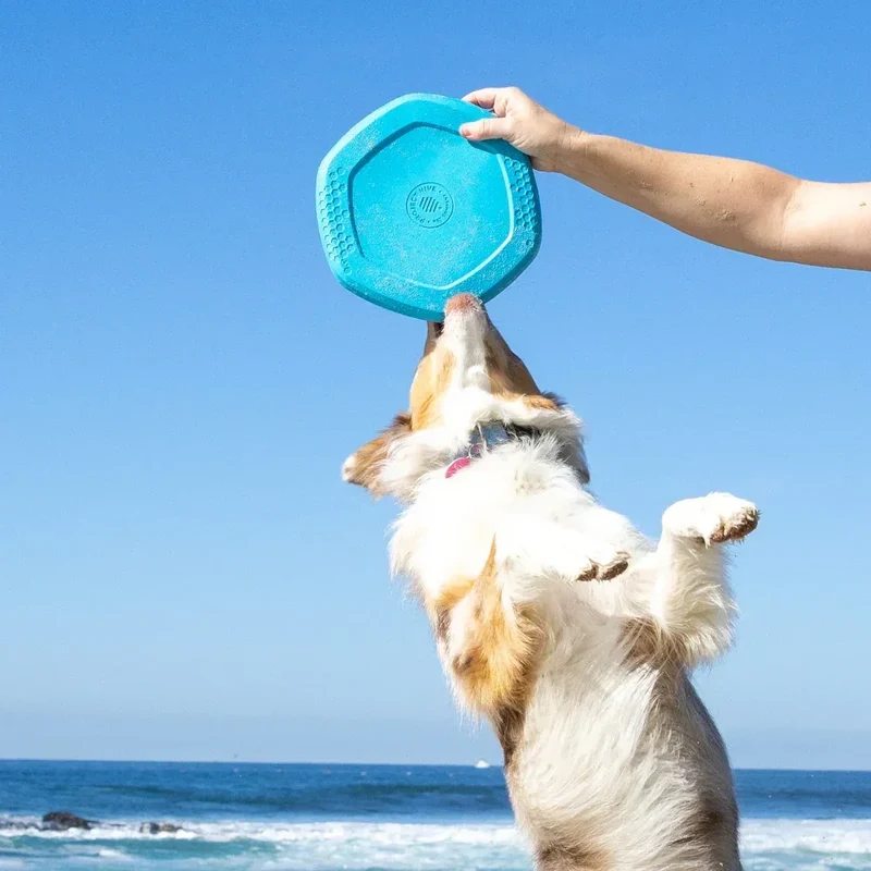 Hive Scent Disc – Frisbee à lancer et tapis de léchage – Jouet flottant pour chiens