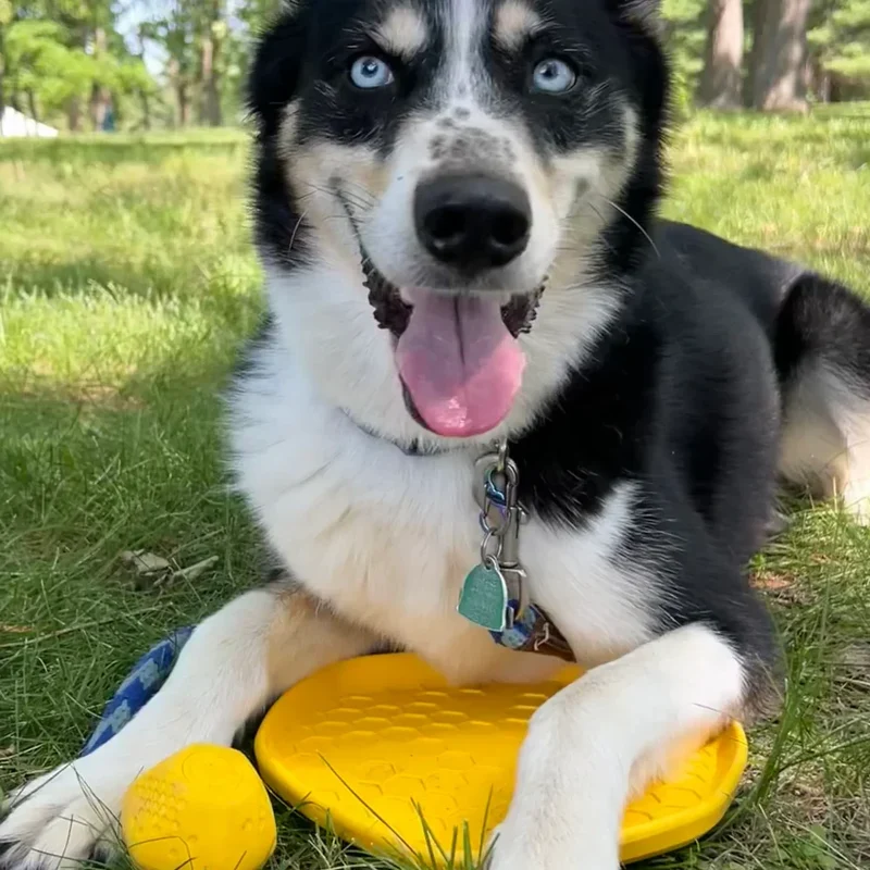 Hive Disc – Frisbee à lancer et tapis de léchage – Jouet flottant pour chiens