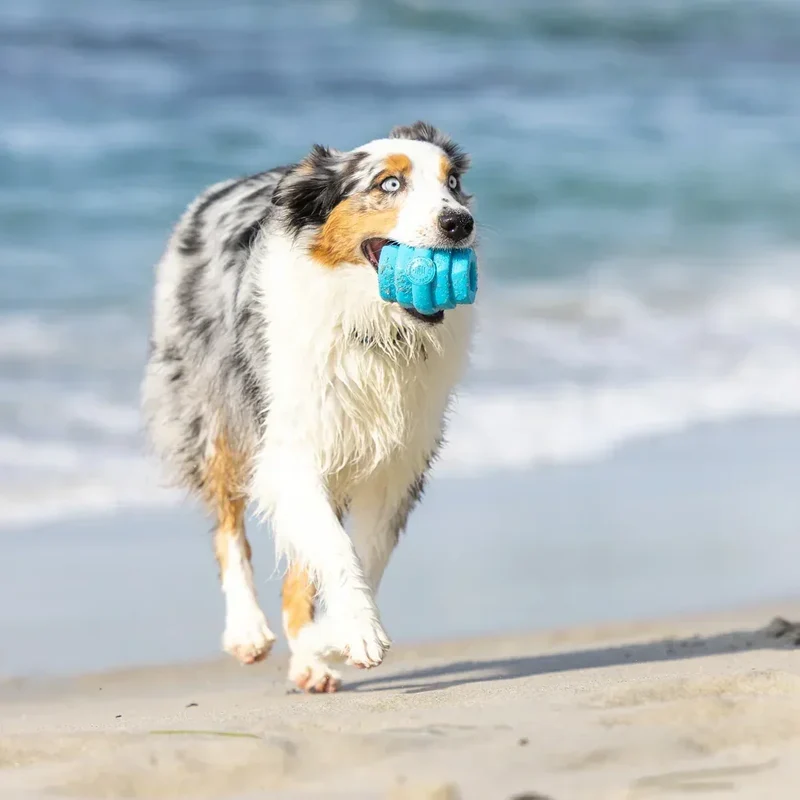 Hive Scent Chew Toy – Jouet à remplir flottant et parfumé pour chiens