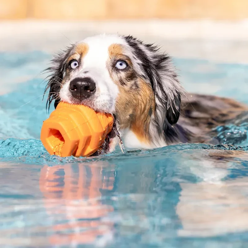 Hive Scent Chew Toy – Jouet à remplir flottant et parfumé pour chiens