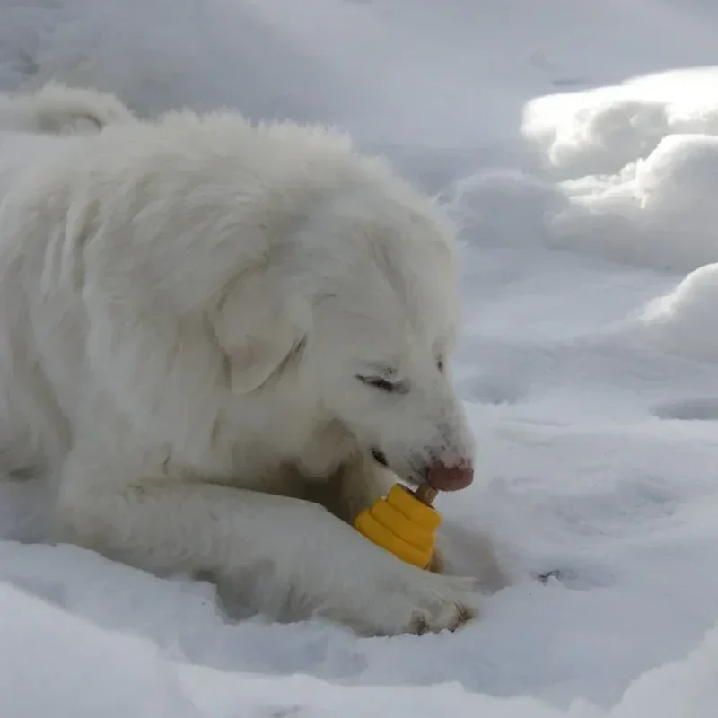 Hive Chew Toy – Jouet à remplir flottant pour chiens