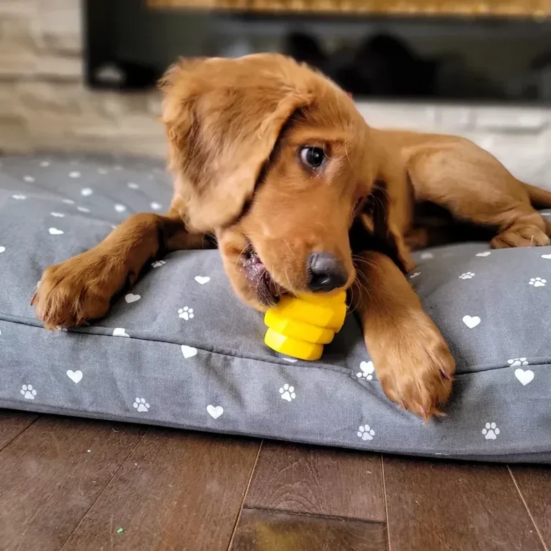 Hive Chew Toy – Jouet à remplir flottant pour chiens