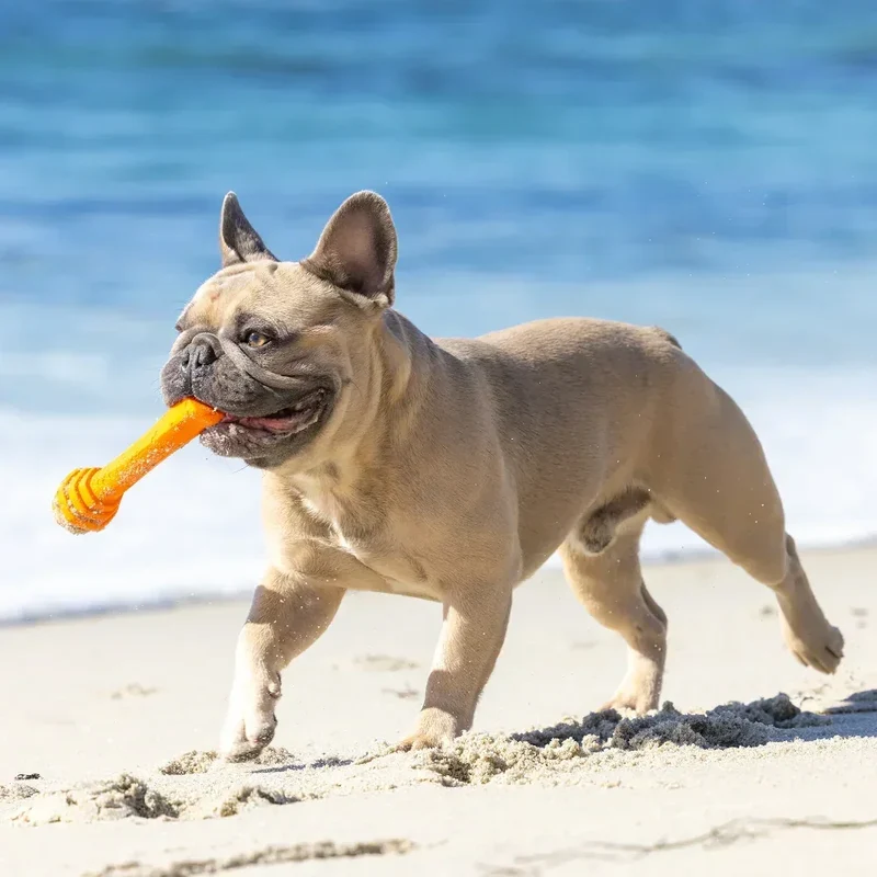 Hive Scent Fetch Stick – Bâton à lancer et à remplir – Jouet flottant parfumé pour chiens