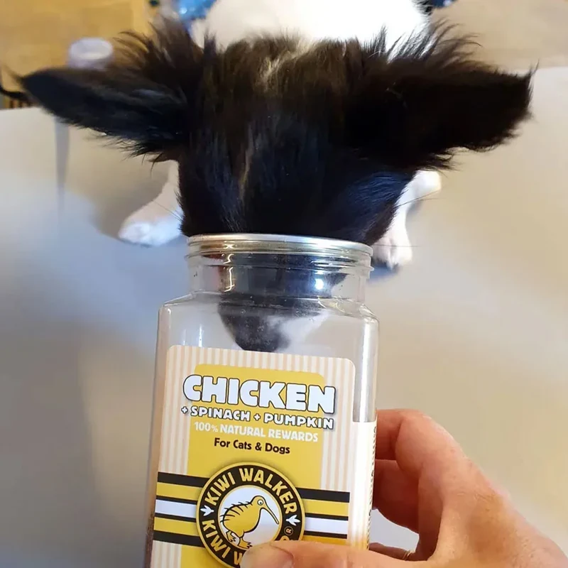 Friandises de travail pour chien & chat – Poulet, épinard & citrouille – Kiwi Walker – 100g