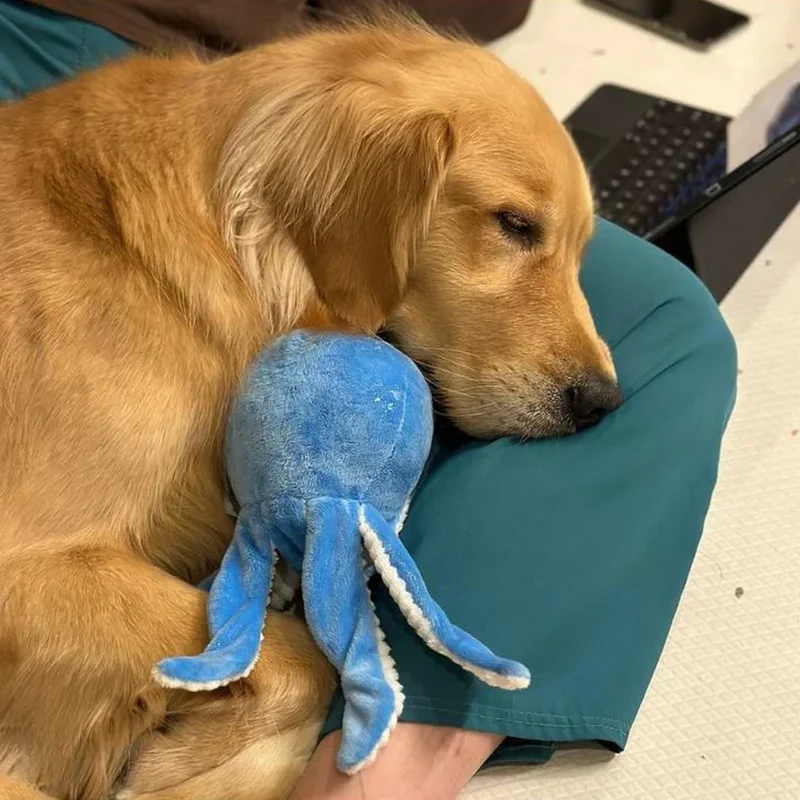 Peluche Ollie la Pieuvre 🐙 30cm – Jouet pour chien – ZippyPaws®