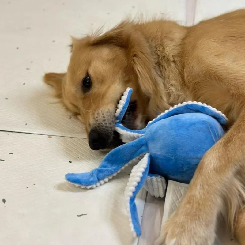 Peluche Ollie la Pieuvre 🐙 30cm – Jouet pour chien – ZippyPaws®