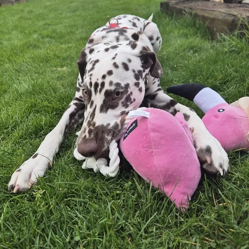Peluche Freya le Flamant rose 🦩 40cm – Jouet pour chien – ZippyPaws®