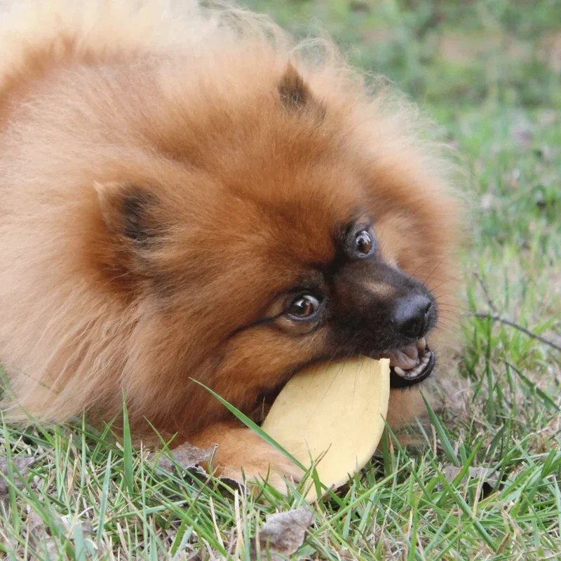 Chips de boeuf – Mastication gourmande extra pour chiens – 2 pièces