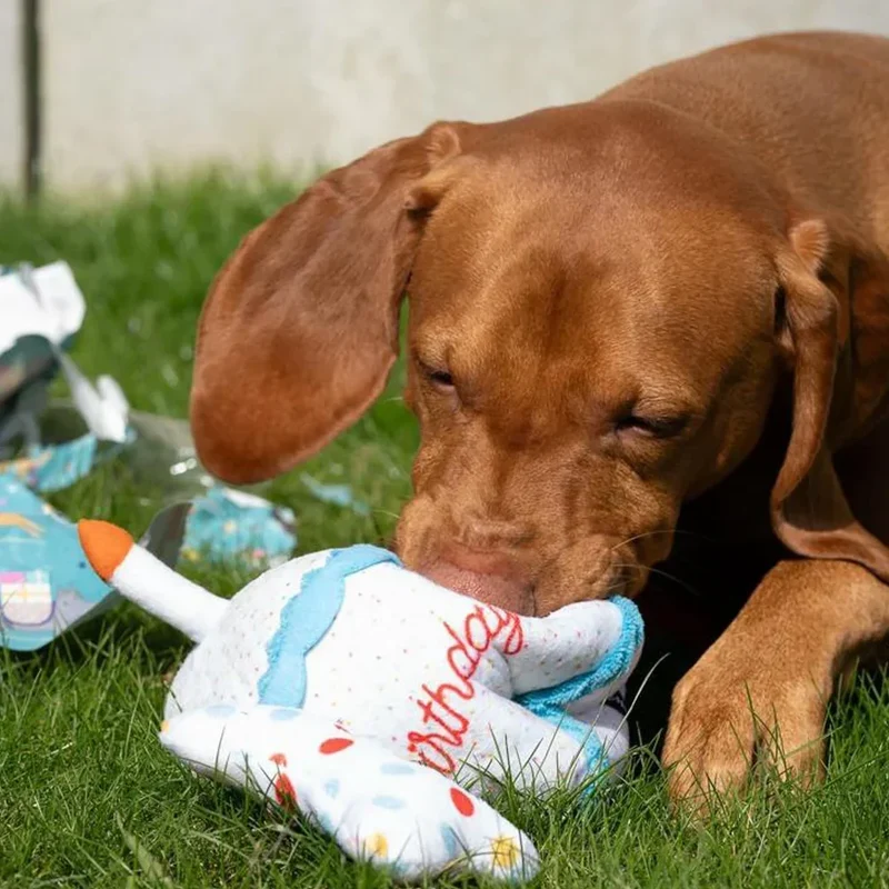 Peluche de flair Birthday Cake 🎂 - Jouet d'occupation pour chien – ZippyPaws® Burrow™