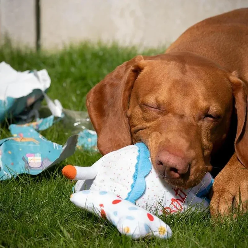 Peluche de flair Birthday Cake 🎂 - Jouet d'occupation pour chien – ZippyPaws® Burrow™