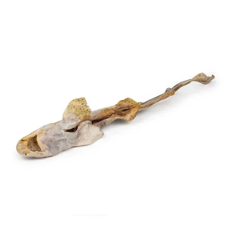Roussette – Mastication gourmande XXL pour chien