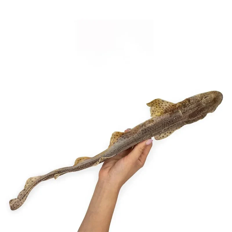 Roussette – Mastication gourmande XXL pour chien