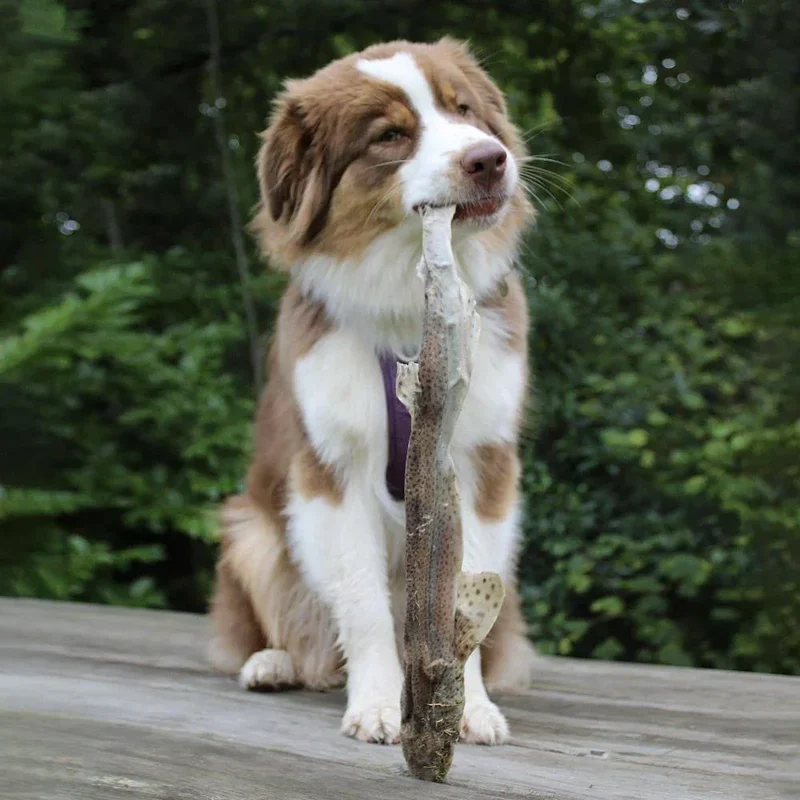 Roussette – Mastication gourmande XXL pour chien