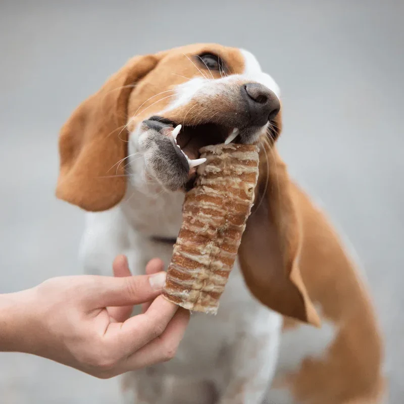 Trachée de boeuf chien 20cm – Mastication gourmande pour chiens
