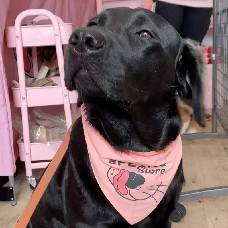 Bandana pour chiens et chats – aPETite Store