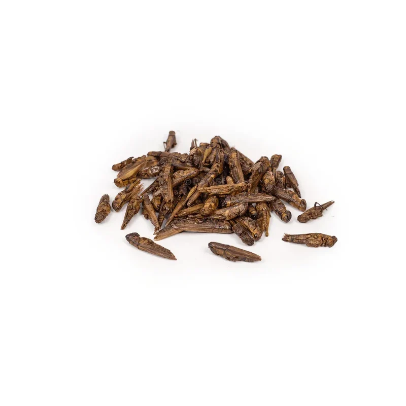 Criquets – Friandises naturelle pour chiens