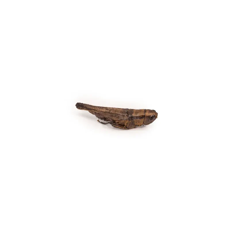 Criquets – Friandises naturelle pour chiens