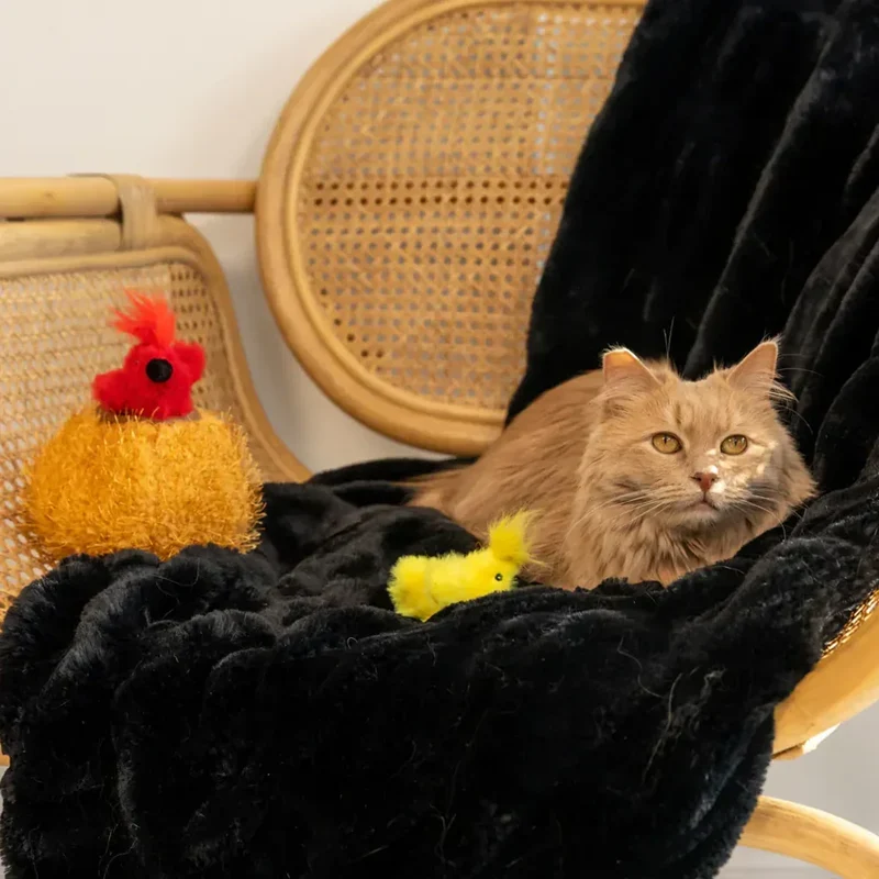 Peluche de flair Nid et oiseaux 🪺🐦 - Jouet d'occupation pour chat 🐱 - ZippyClaws® Burrow™