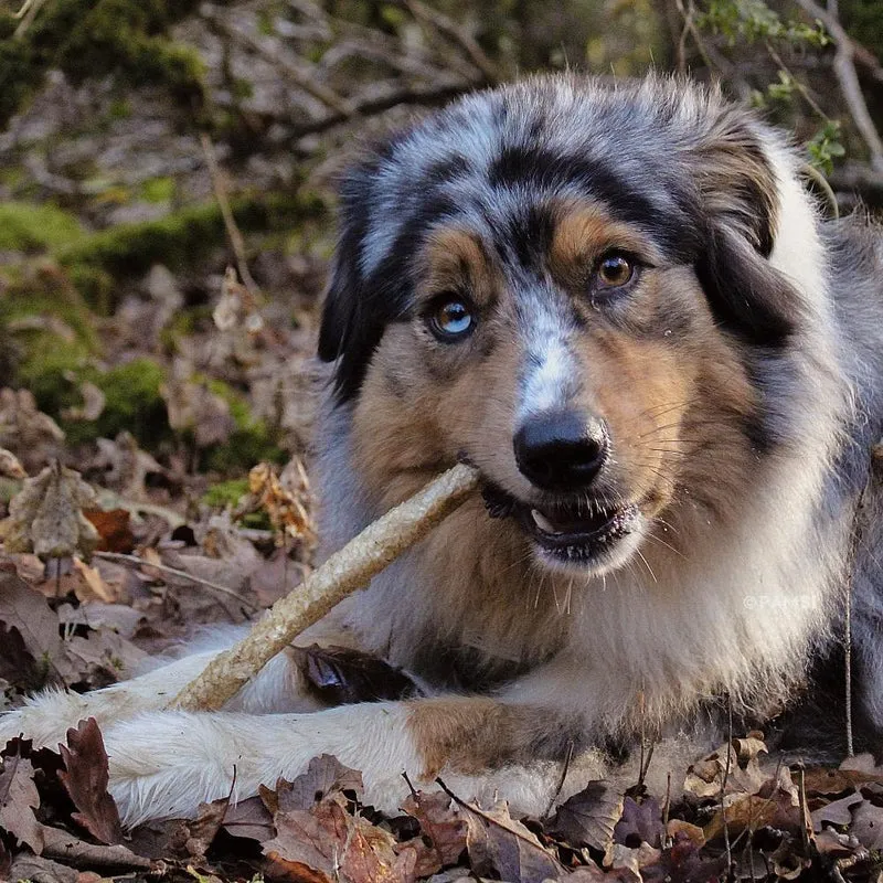 Sticks de sébaste orangé – Friandises à mâcher pour chien