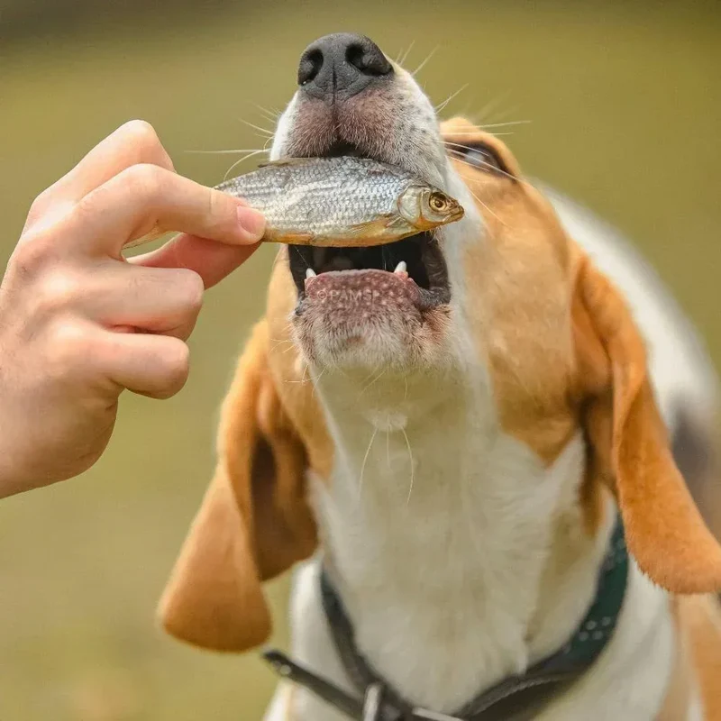 Gardon – Gourmandise naturelle pour chiens