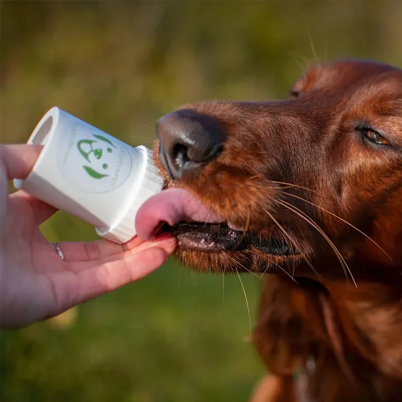 DoggyPumper – Distributeur poussoir à friandises pour chiens et chats
