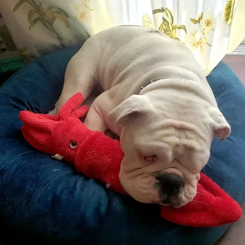 Peluche Calamar – Peluche XXL pour chien – Jigglerz® Squid 🦑