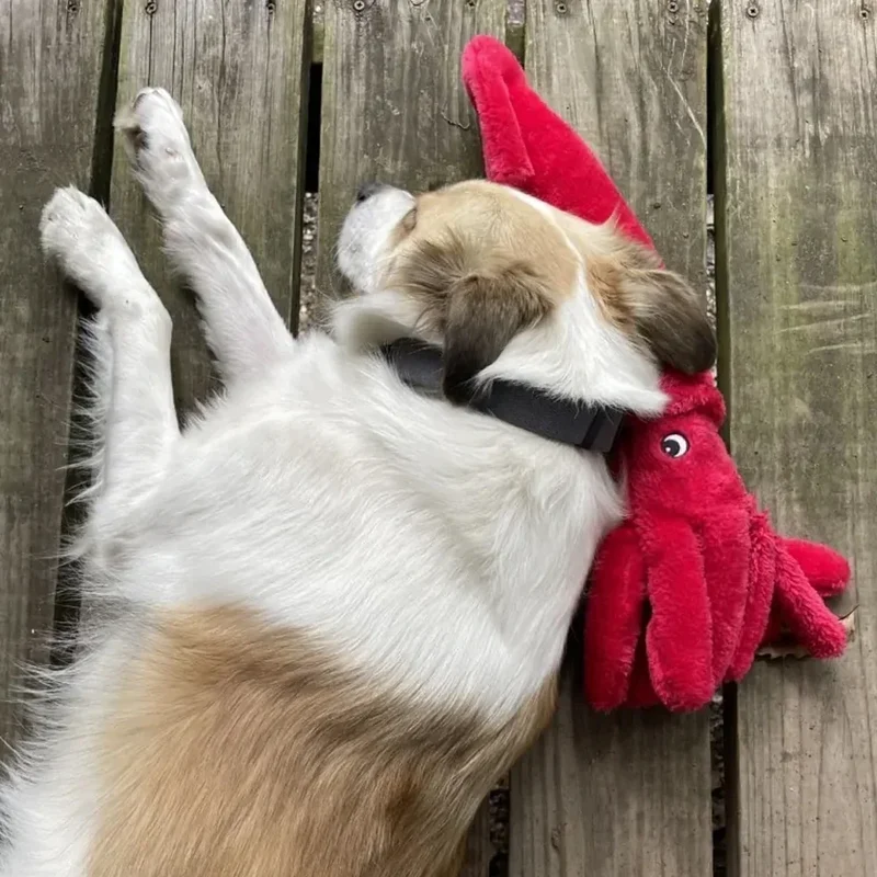 Peluche Calamar – Peluche XXL pour chien – Jigglerz® Squid 🦑