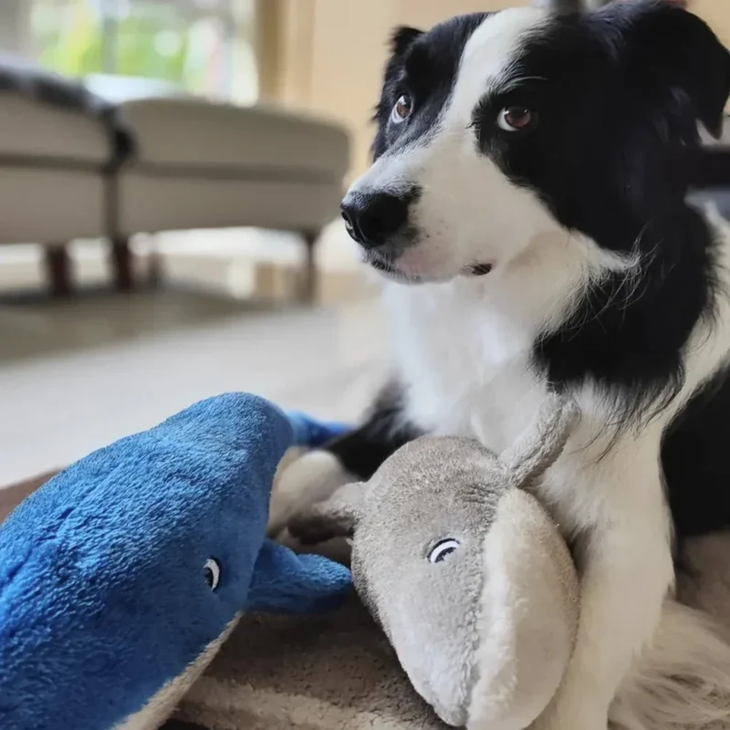 Peluche Baleine Bleue – Peluche XXL pour chien – Jigglerz® Blue Whale 🐋
