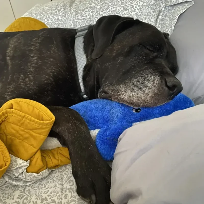 Peluche Baleine Bleue – Peluche XXL pour chien – Jigglerz® Blue Whale 🐋