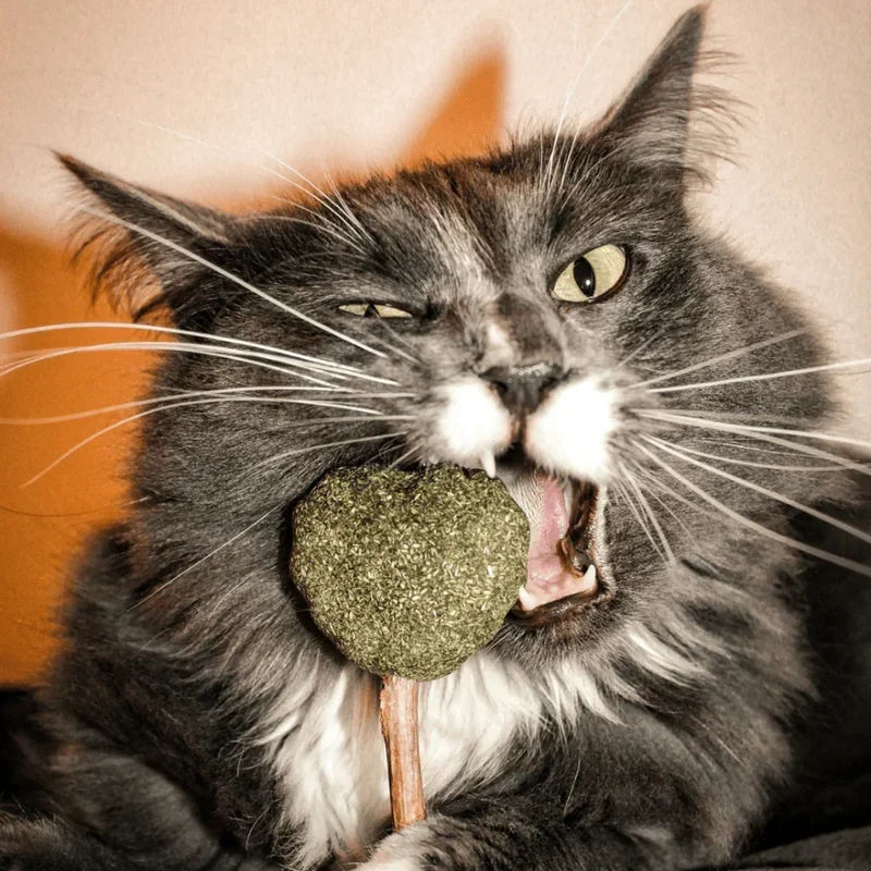 Sucette coeur matatabi & herbe à chat – Jouet euphorisant pour chat