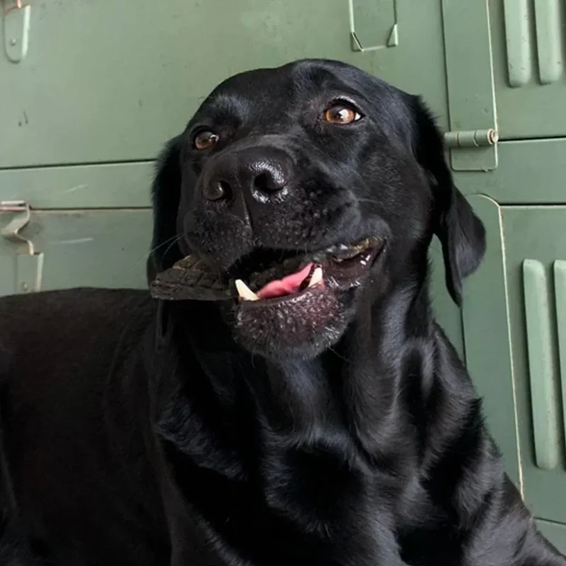 Foie de renne – Gourmandise à mâcher pour chiens