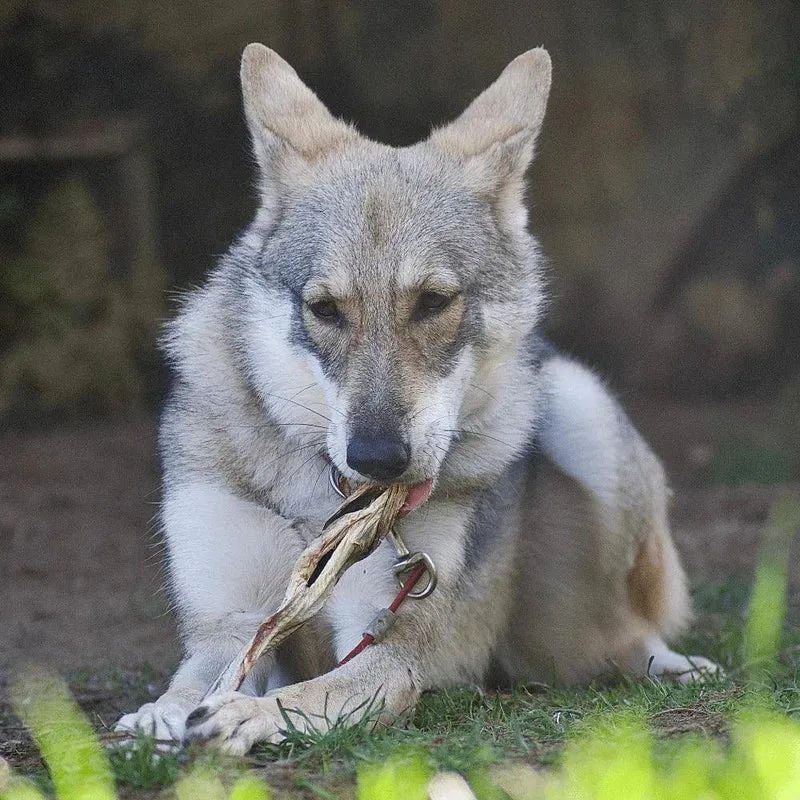 Eglefin – Mastication gourmande pour chiens