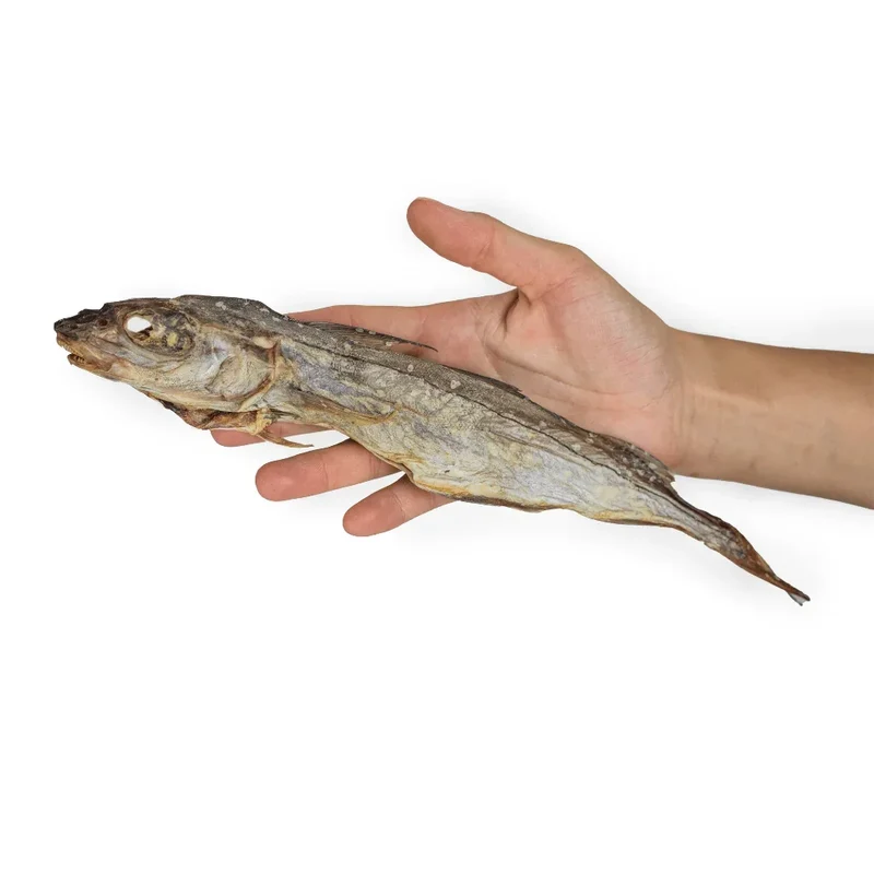 Eglefin – Mastication gourmande pour chiens
