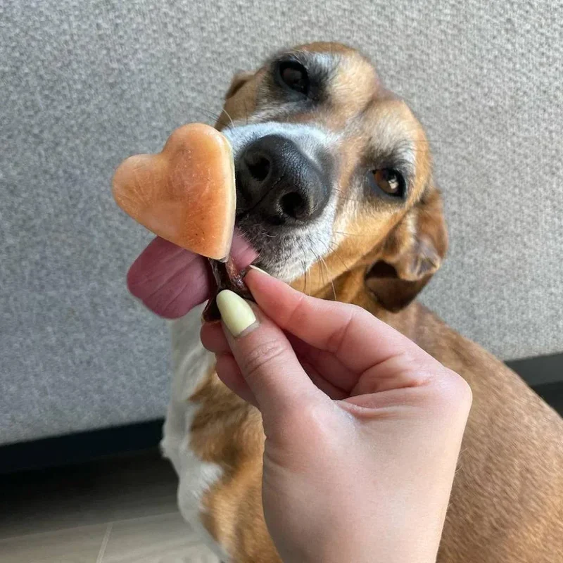 Moule à glaçon Smoothie Dog