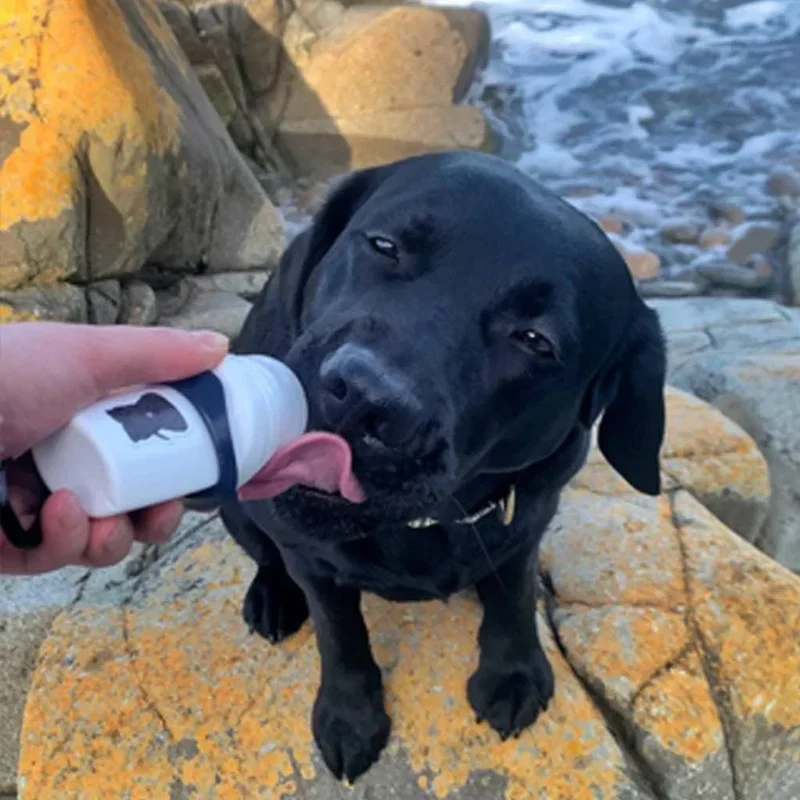 DoggyRoller – Distributeur à bille de friandises liquides pour chiens