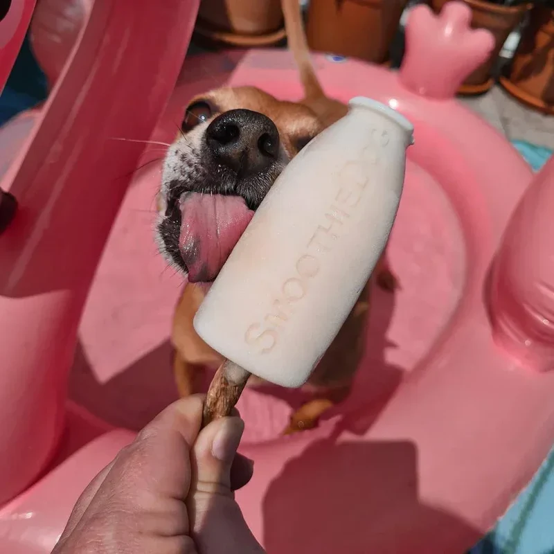 Moule à glace Smoothie Dog