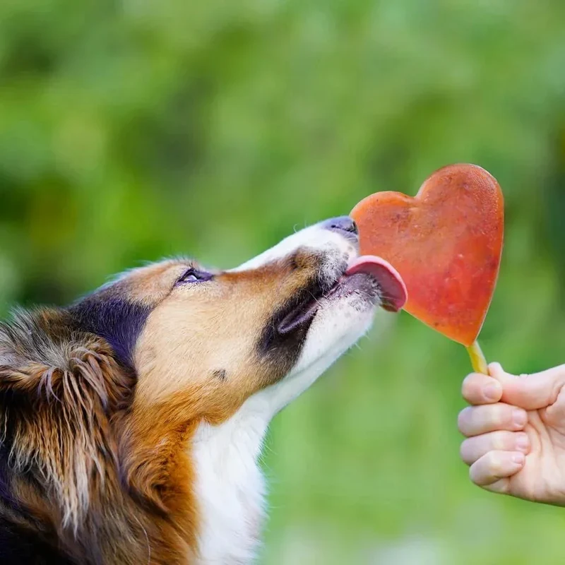 Moule à glace Smoothie Dog