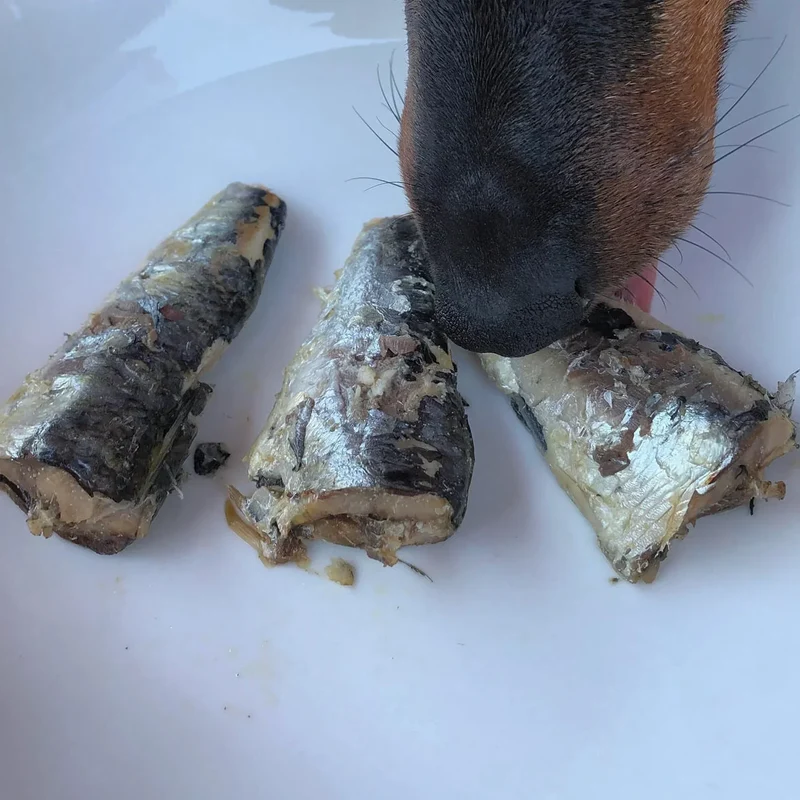 Sardines de la Côte Atlantique au naturel – Canumi