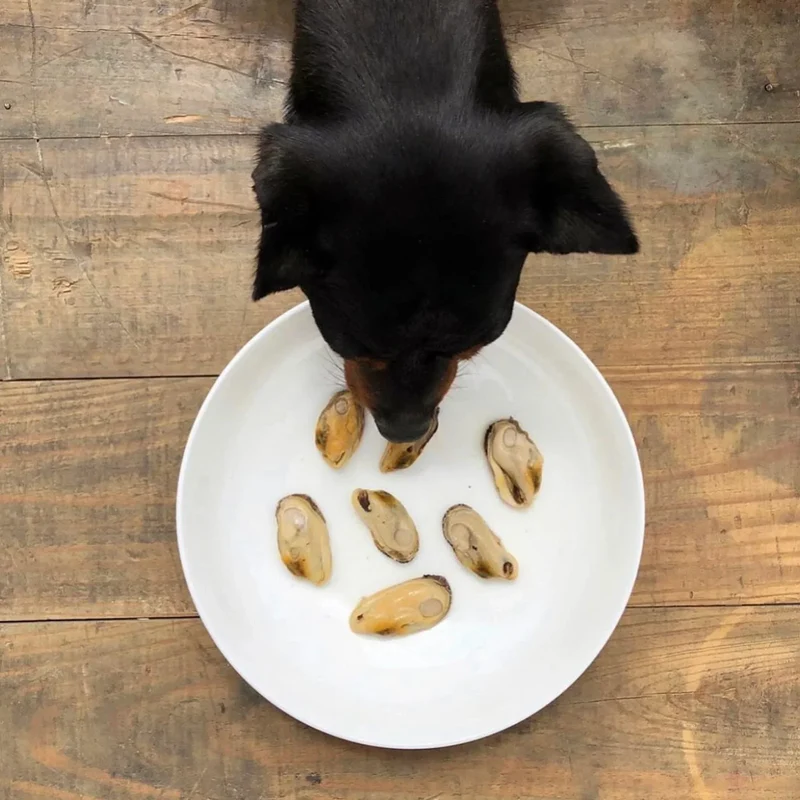 Moules vertes de Nouvelle Zélande au naturel – Canumi