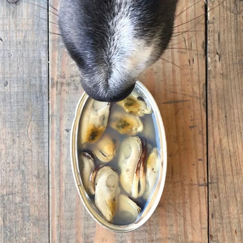 Moules vertes de Nouvelle Zélande au naturel – Canumi