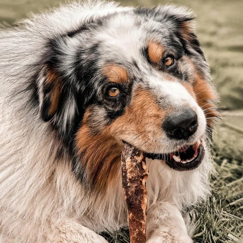 Veines de bison – Mastication gourmande courte pour chiens