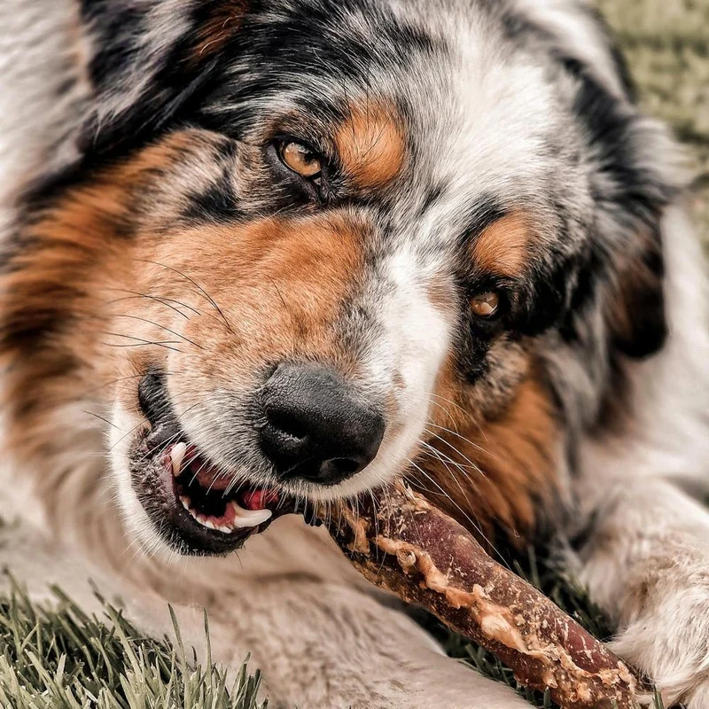 Veines de bison – Mastication gourmande courte pour chiens