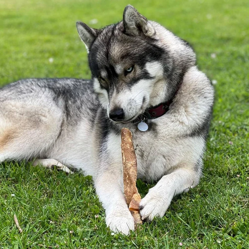 Veines de bison – Mastication gourmande courte pour chiens