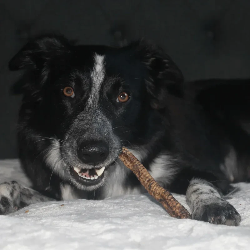 Trachée de cerf – Mastication gourmande pour chiens