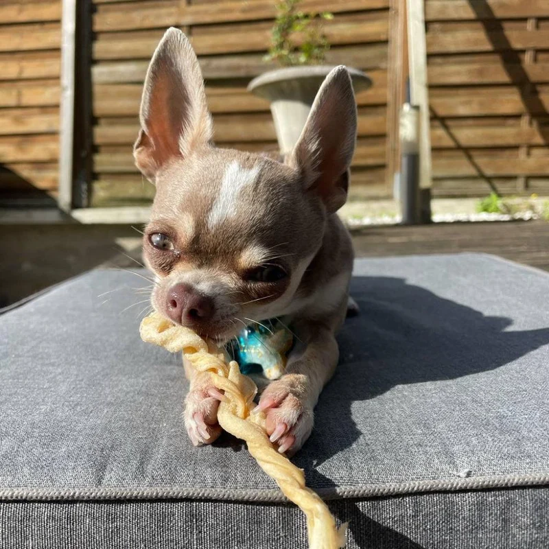 Tresses de bison – Mini mastication gourmande pour chiens
