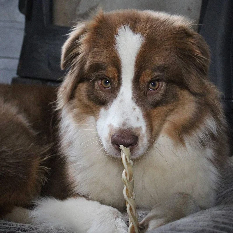 Tresses de bison – Mini mastication gourmande pour chiens